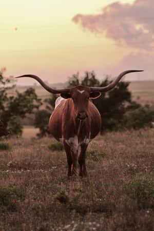 Longhorn Cattleat Sunset Wallpaper