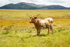 Longhorn Cattlein Meadow.jpg Wallpaper