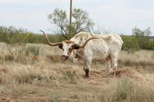 Longhorn Cattlein Western Field.jpg Wallpaper