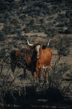 Longhorn Cattlein Wilderness Wallpaper