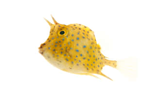 Longhorn Cowfish Isolated White Background Wallpaper