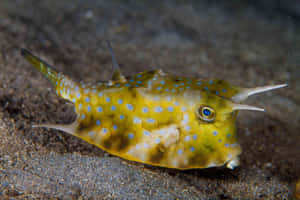 Longhorn Cowfish Underwater Wallpaper