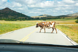 Longhorn Crossing Rural Road.jpg Wallpaper