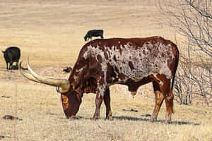 Longhorn Grazingin Field.jpg Wallpaper