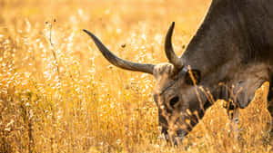 Longhorn Grazingin Golden Field.jpg Wallpaper