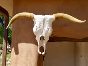 Longhorn Skullon Adobe Wall Wallpaper