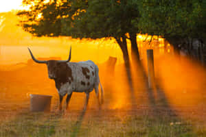 Longhorn Sunset Grazing.jpg Wallpaper