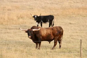 Longhornsin Pasture Wallpaper