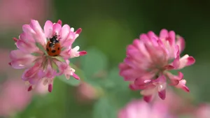 Look At Our Lovely Ladybug Iphone Wallpaper