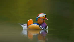 Look At This Adorable Duck! Wallpaper