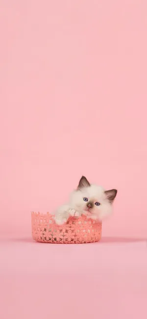 Look At This Adorable Pink Cat! Wallpaper