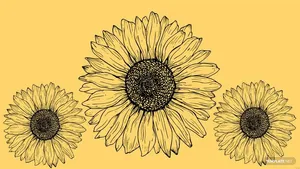 Look At This Beautiful Sunflower In Yellow And Pink Colors For A Wonderful Tumblr Aesthetic. Wallpaper