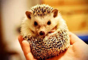 Look At This Cute Hedgehog! Wallpaper