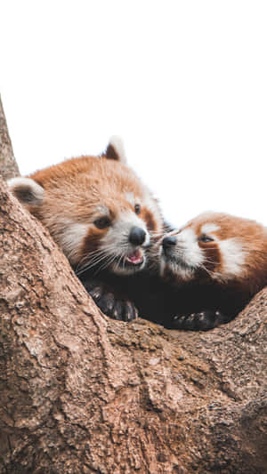 Look At This Cute Red Panda! Wallpaper