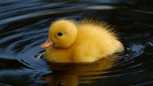 Look At This Sweet, Fluffy Little Duckling! Wallpaper