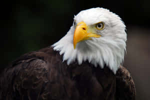 “look Gorgeous And Stylish With American Eagle” Wallpaper