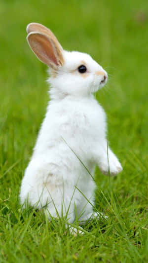 Look How Adorable This Bunny Is On The New Iphone! Wallpaper