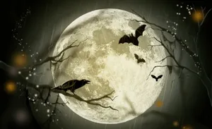 Look Up And Behold The Beauty Of The Night Sky! Wallpaper