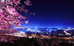 Looking Up At A Night Sky Lit Up By Cherry Blossoms. Wallpaper