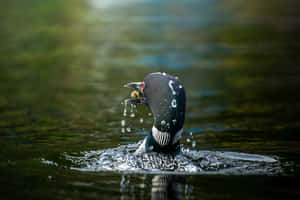 Loon Catching Fishin Water Wallpaper