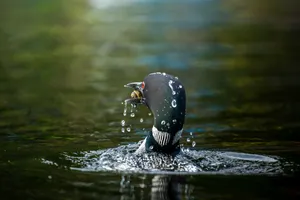 Loon Catching Fishin Water Wallpaper