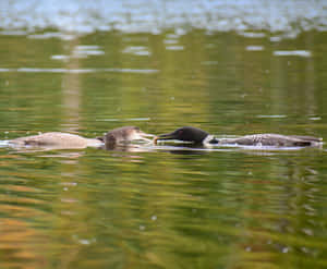 Loon Feeding Chickon Lake Wallpaper