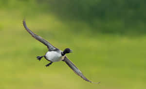 Loon In Flight Green Backdrop.jpg Wallpaper