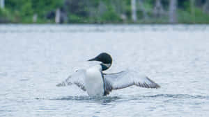 Loon Splashing Water Takeoff Wallpaper