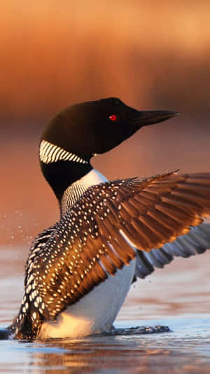 Loon Spreading Wingsat Sunset Wallpaper