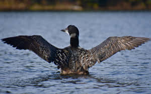 Loon Spreading Wingson Lake Wallpaper