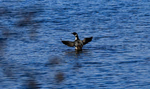 Loon Spreading Wingson Lake Wallpaper