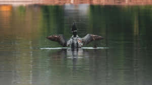 Loon Spreading Wingson Lake Wallpaper