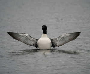 Loon Spreading Wingson Water Wallpaper