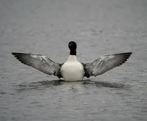 Loon Spreading Wingson Water Wallpaper