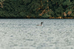 Loon Swimmingin Lake Wallpaper