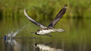 Loon Taking Flight Over Water Wallpaper