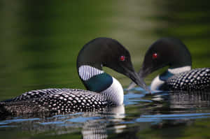 Loons Mirror Image Water Wallpaper