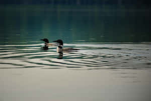 Loons Swimmingon Tranquil Lake Wallpaper