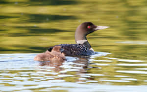 Loonwith Chick Swimmingon Lake Wallpaper