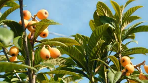 Loquat Plant Fruits Blue Sky Wallpaper