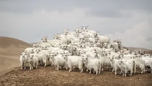 Loro Piana Cashmere From Heritage Goats Wallpaper