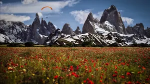 Los Glaciares Poppy Field Wallpaper