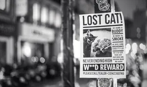 Lost Cat Flyer 420 Wallpaper