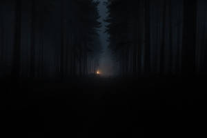 Lost In The Mysticism Of The Dark Forest Wallpaper