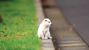 Lovable Fluffy Dog Lounging Outdoors Wallpaper