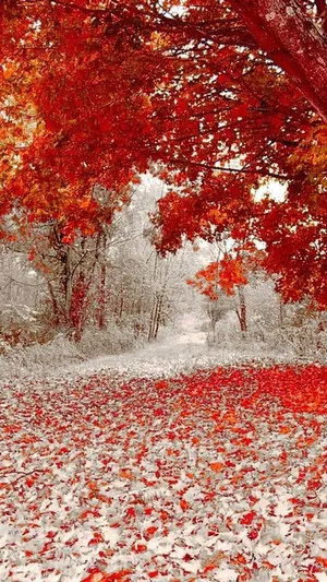 Love Is In The Air! Wallpaper