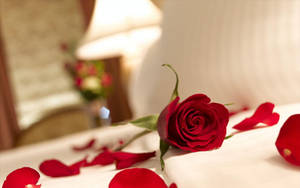 Love Rose On Bed Wallpaper