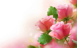 Love Rose Pink Wallpaper