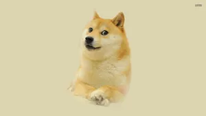 Love That Shiba Inu Smile Wallpaper