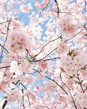 Lovely Aesthetic Cherry Blossom Wallpaper
